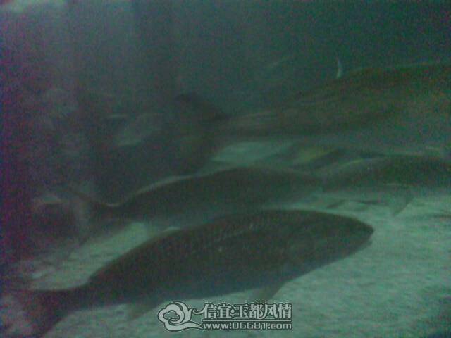 IMG0211A.jpg