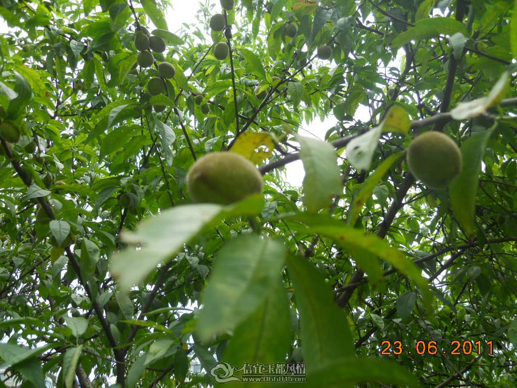 DSCN0438.JPG