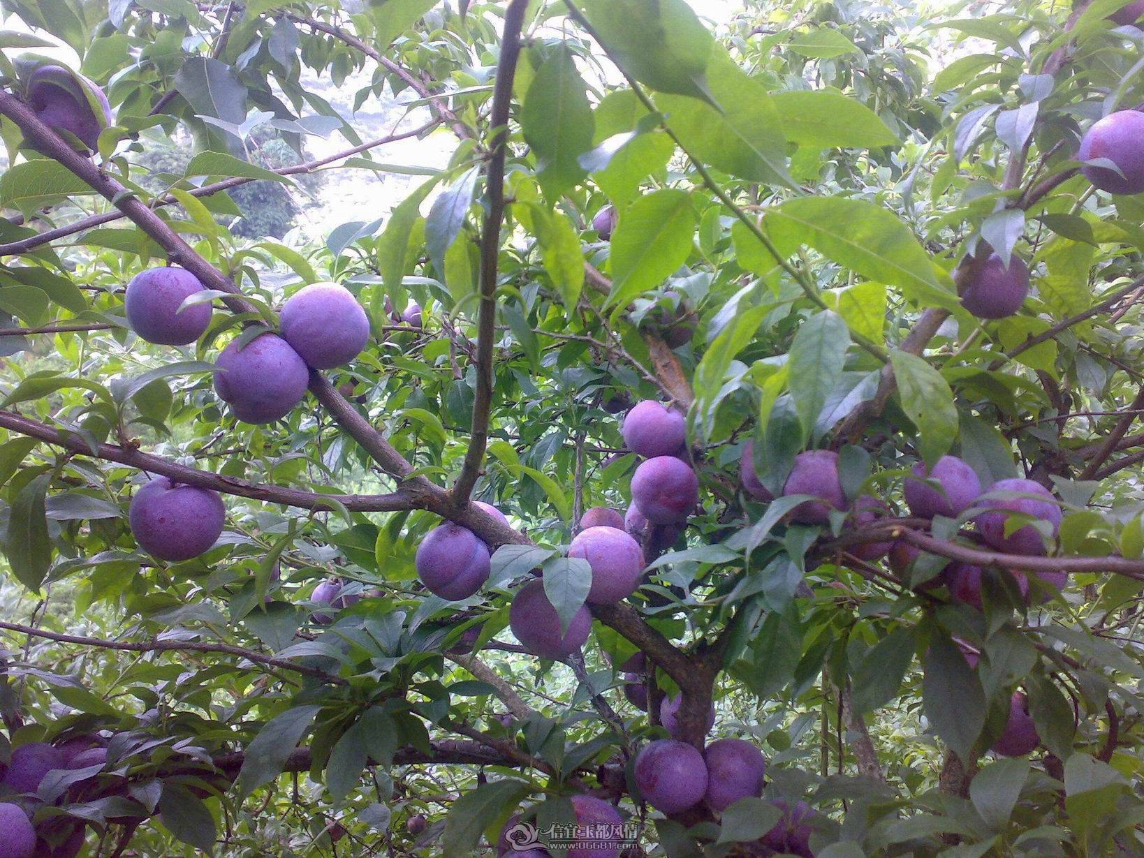 ������С 20110705357.jpg