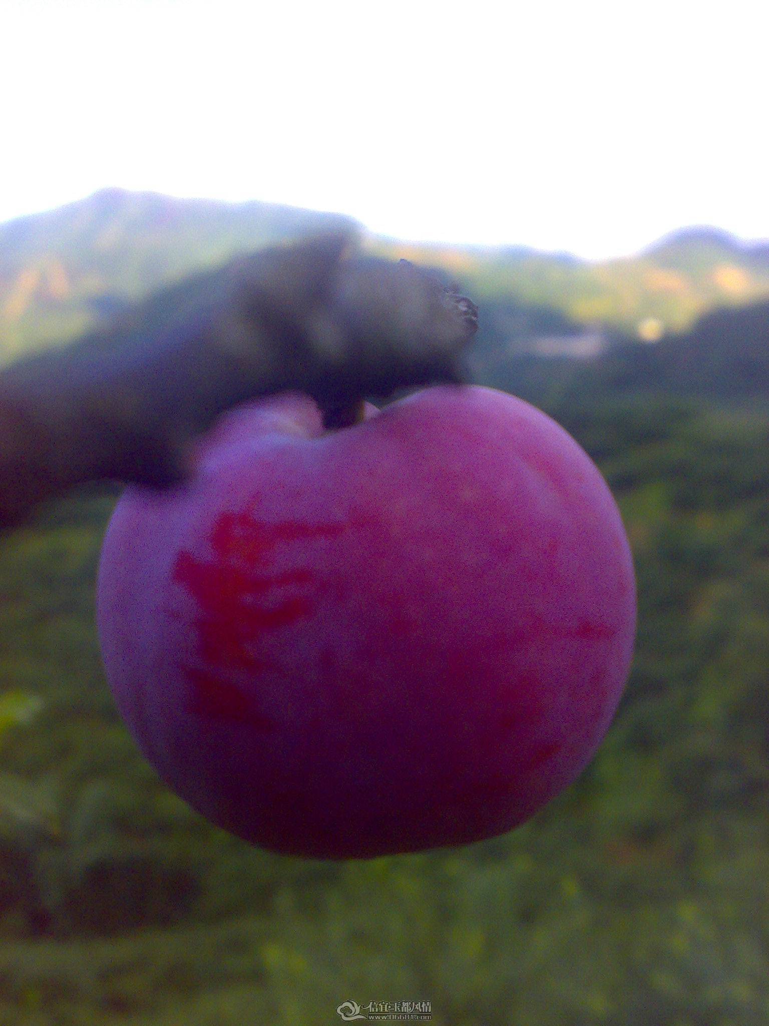20110702326.jpg