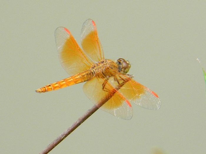 RSCN0568.jpg