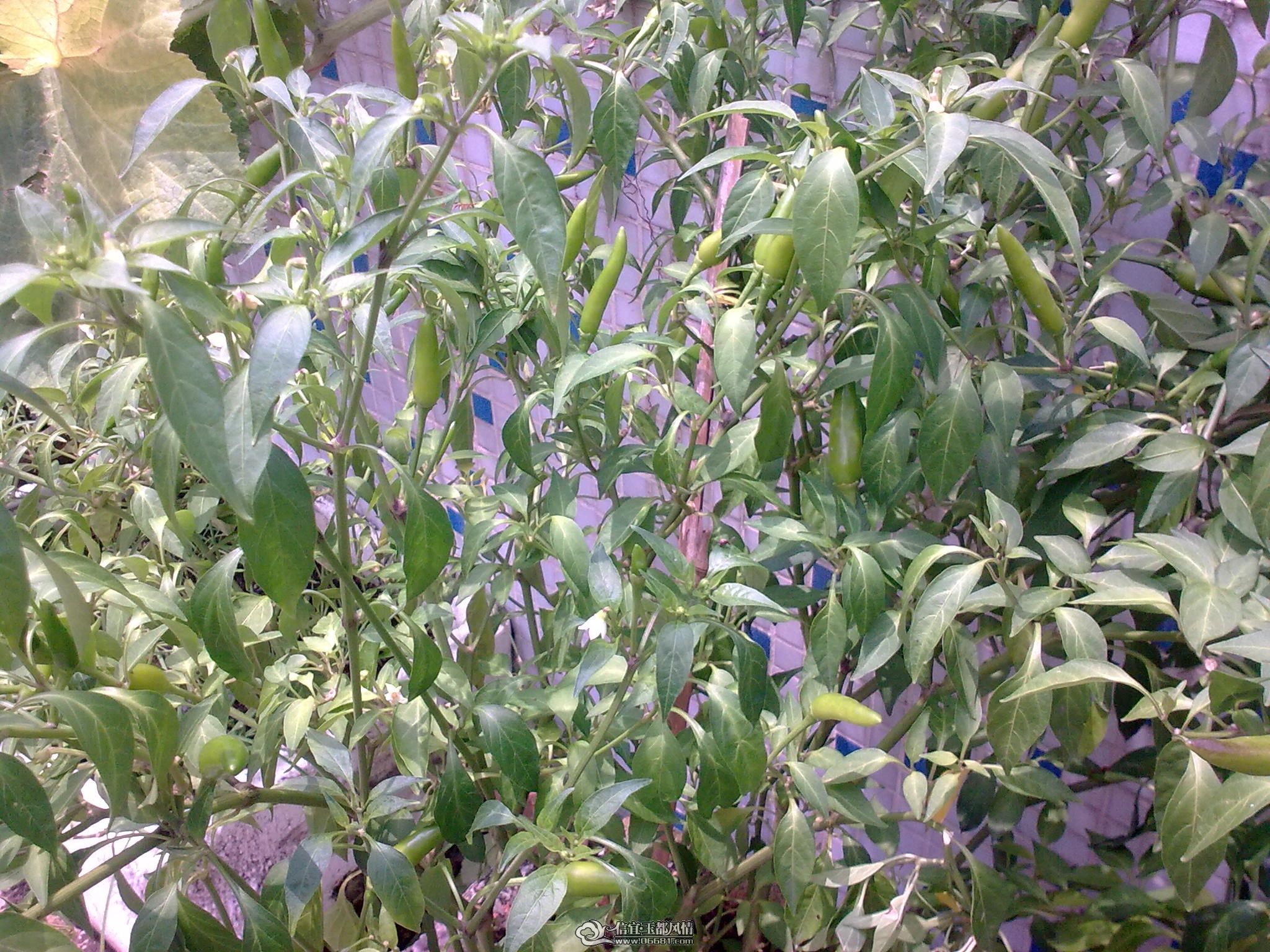 20110715_007.jpg