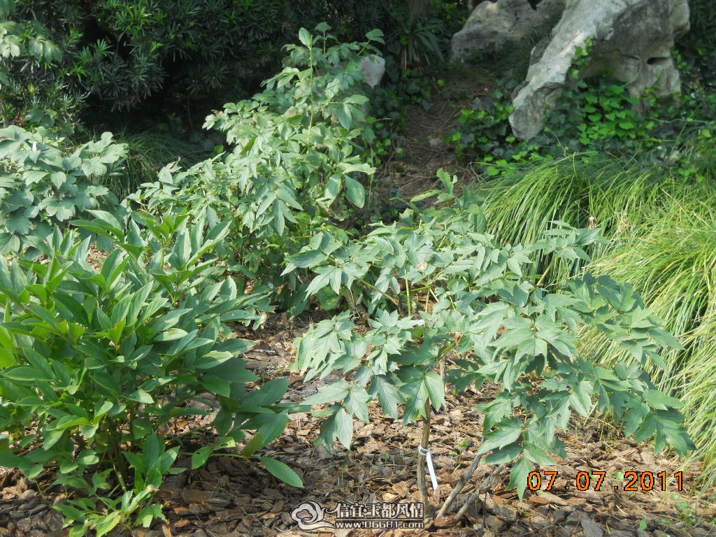 DSCN0558.JPG