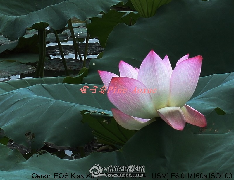 ���ɽ19�ɻ�.jpg