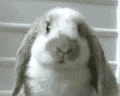 1287580156119.gif