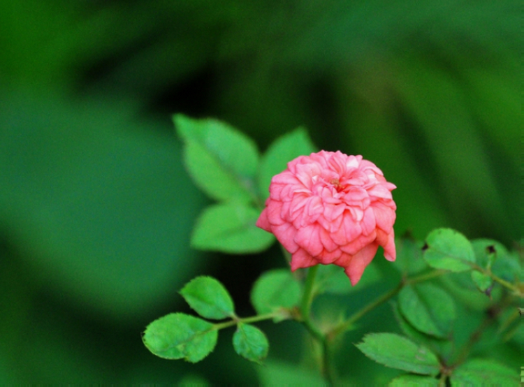 DSC_08001.jpg