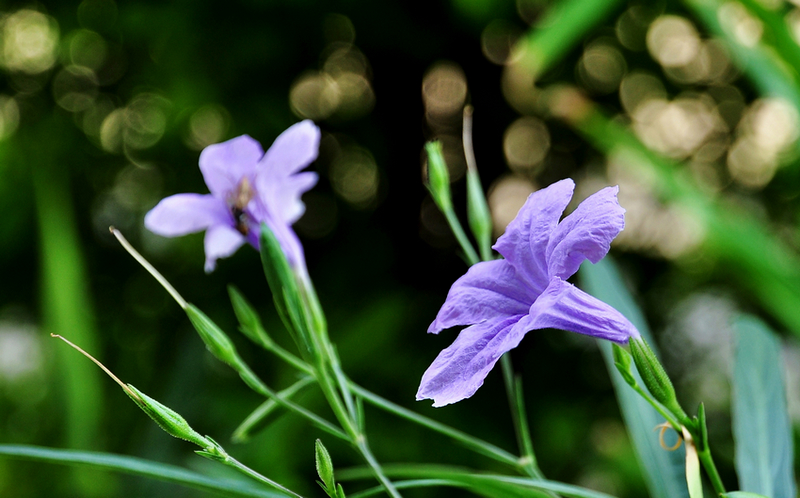 DSC_08211.jpg