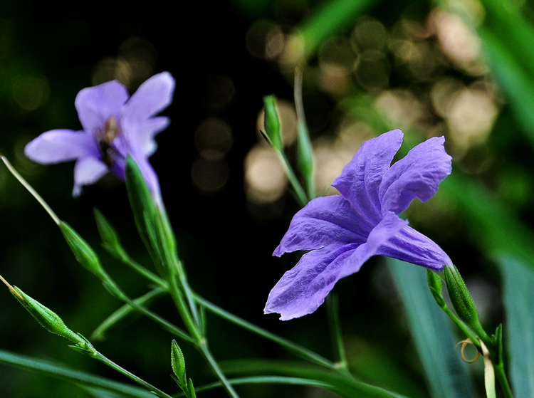 DSC_08221.jpg