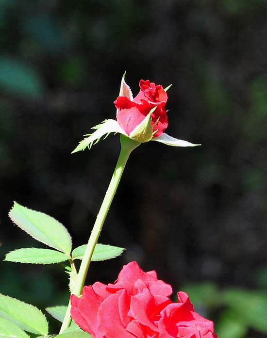 DSC_08271.jpg
