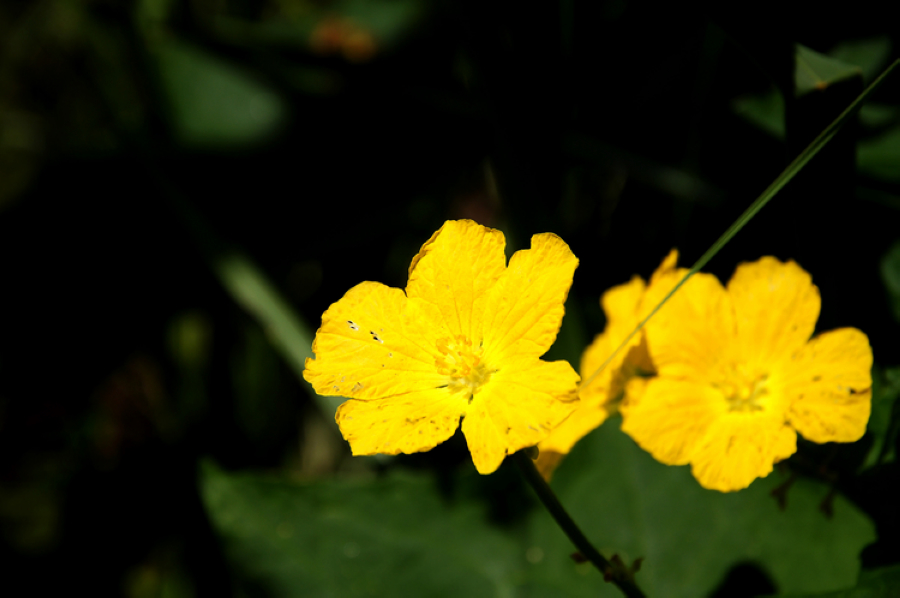 DSC_10470.jpg