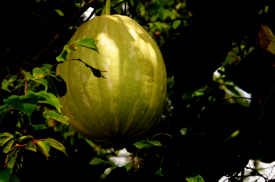 DSC_10510.jpg
