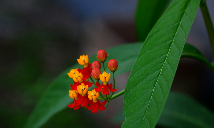 DSC_12130.jpg
