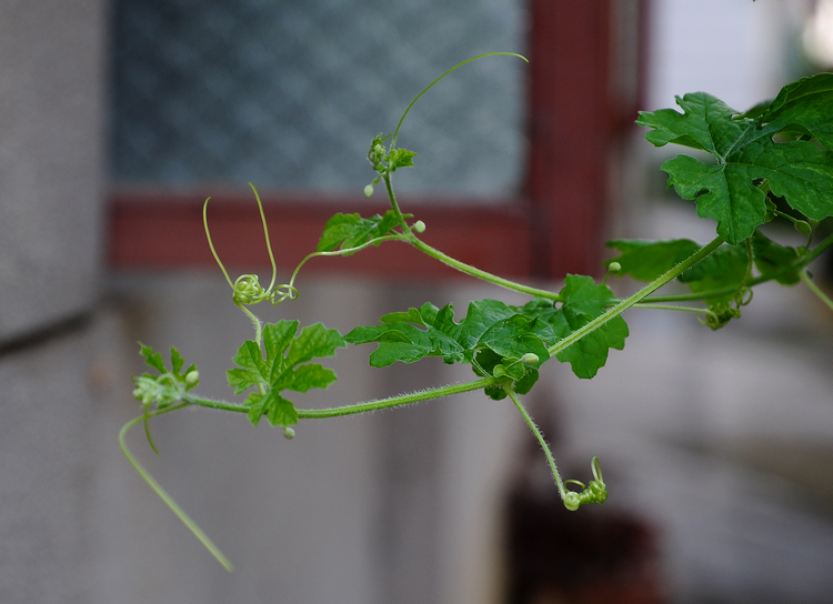 DSC_12250.jpg