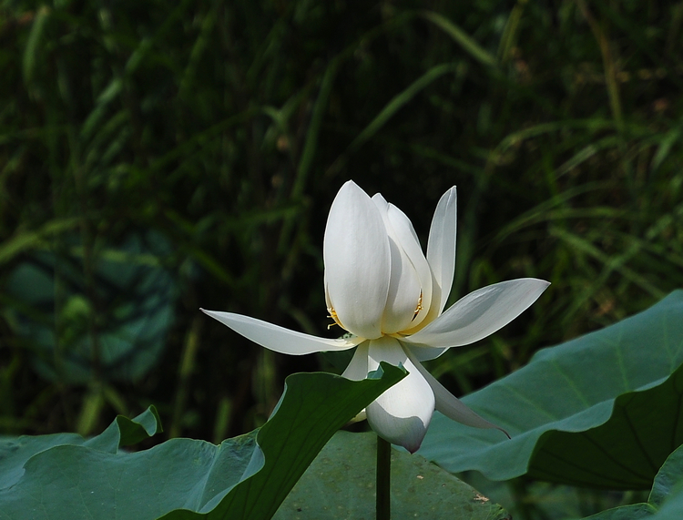 DSC_0086.jpg
