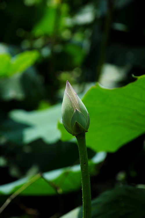 DSC_0094.jpg