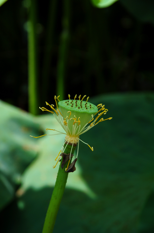 DSC_0095.jpg