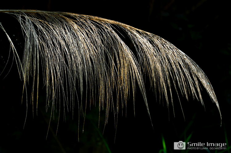DSC_4739.jpg