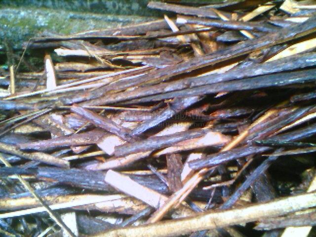 IMAGE_041.jpg
