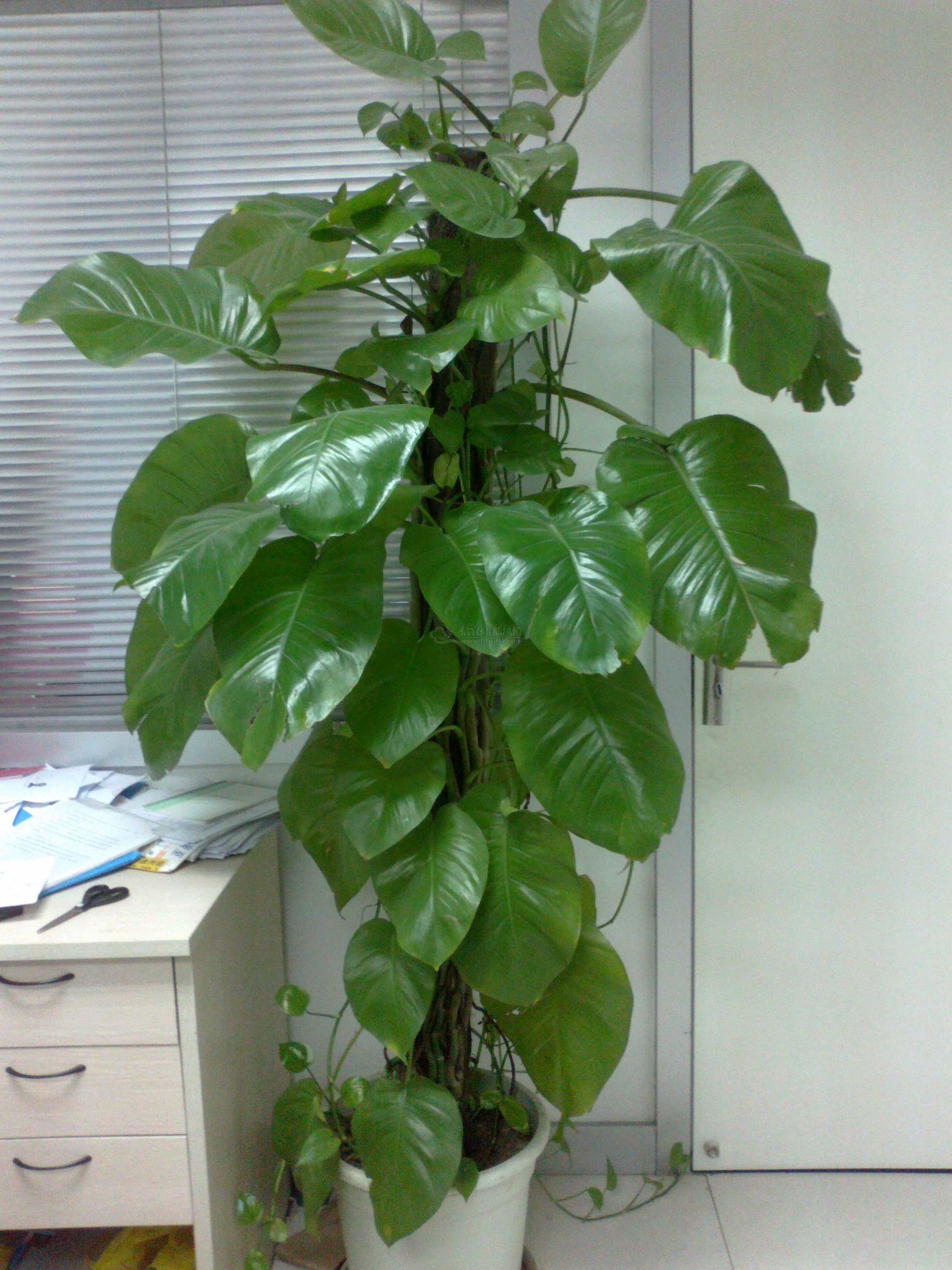 20110819051.jpg