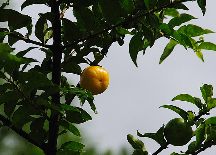 DSC_01030.jpg