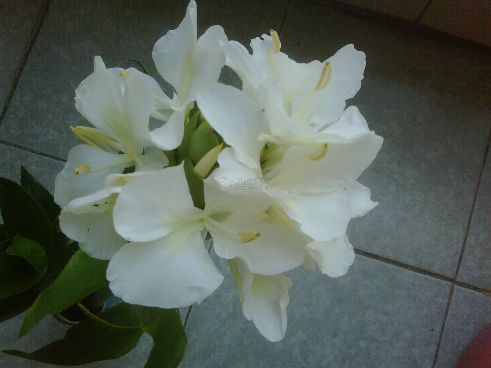 IMG00007-20110815-1821.jpg