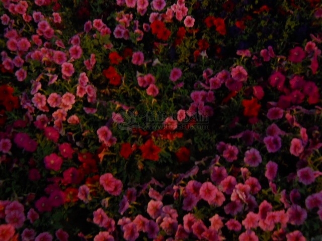 DSCN0153.JPG
