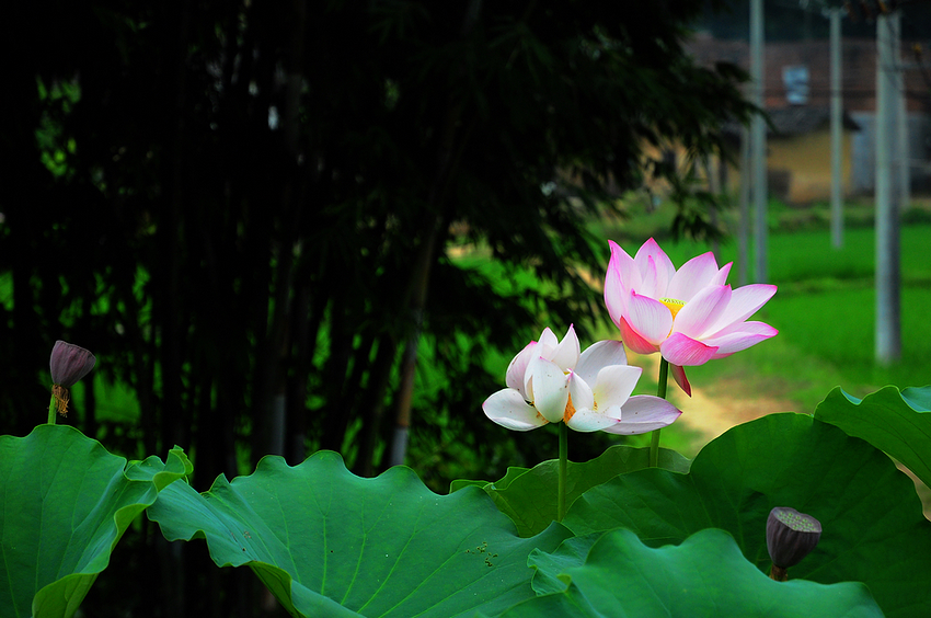 nEO_IMG_DSC_01870.jpg