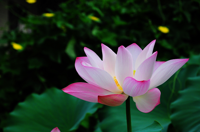 nEO_IMG_DSC_02210.jpg