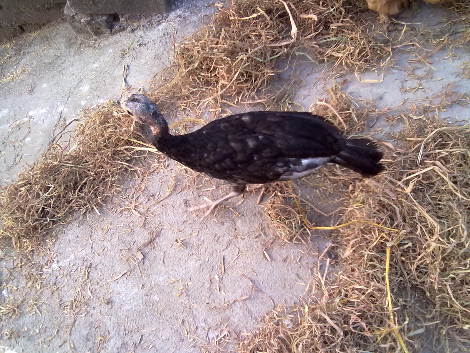 20110902042.jpg