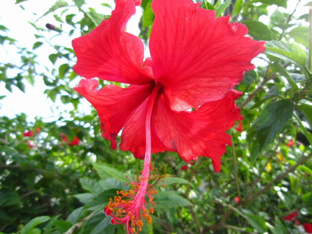 IMG_7423.JPG