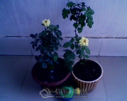 IMG0203A.jpg