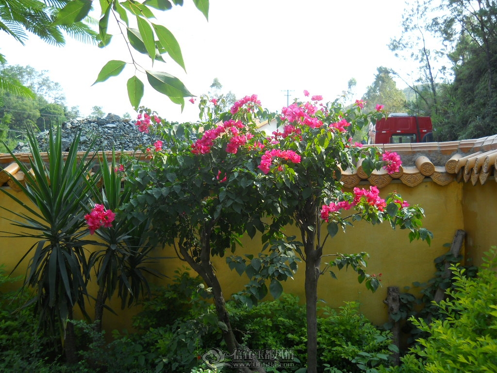 DSCN0989.JPG