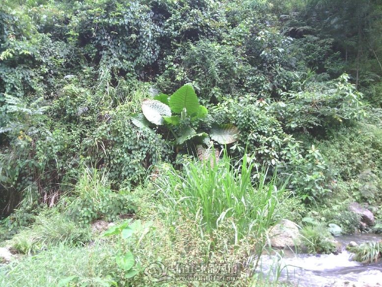 IMG_20110927_131108.jpg