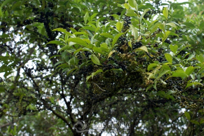 psu (34).jpg