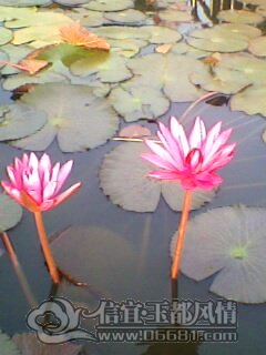 IMG0227A.jpg