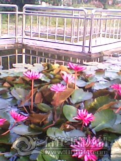 IMG0241A.jpg