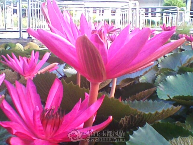 IMG0246A.jpg