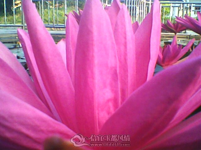 IMG0251A.jpg