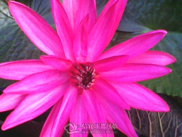 IMG0257A.jpg