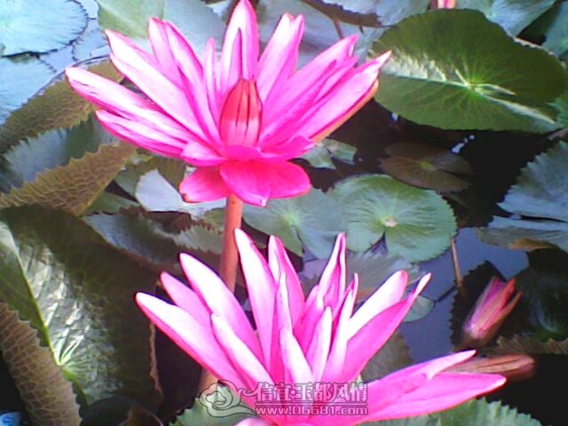 IMG0256A.jpg
