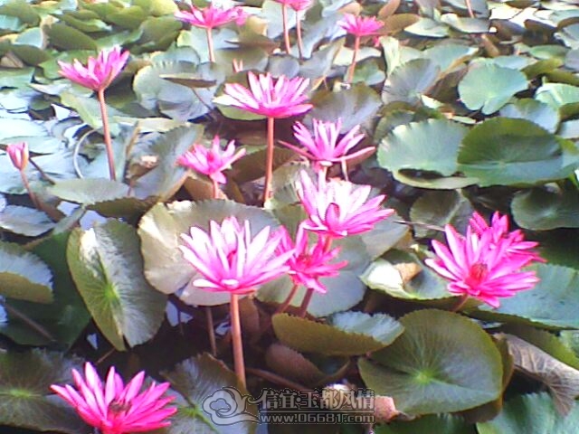 IMG0259A.jpg