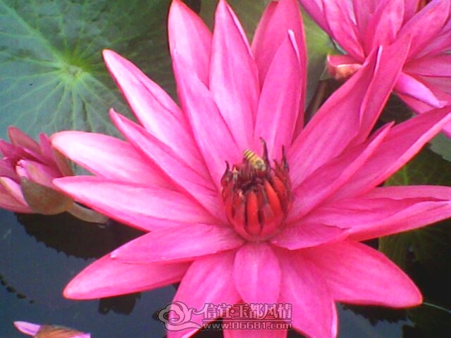 IMG0264A.jpg