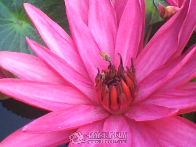 IMG0267A.jpg