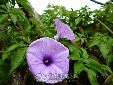 ������С P1000083.JPG