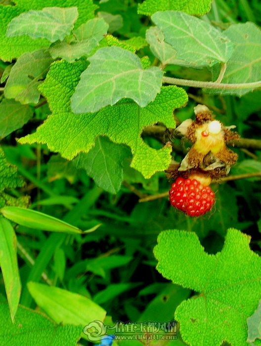 DSCN9033.JPG