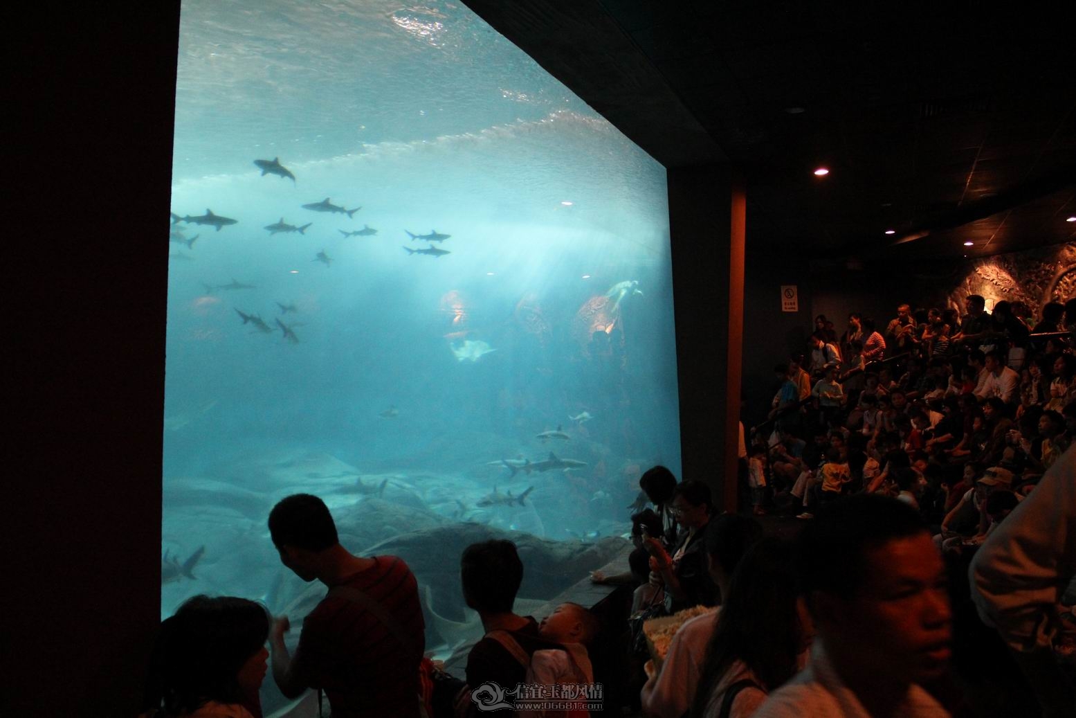 ������С IMG_1968.JPG