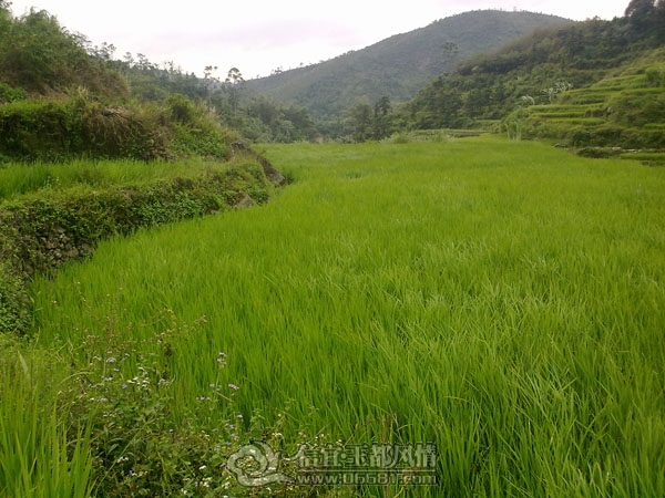 201110032908.jpg