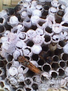 IMG0007A.jpg