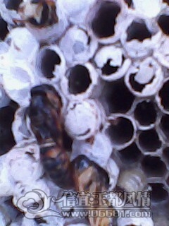 IMG0009A.jpg