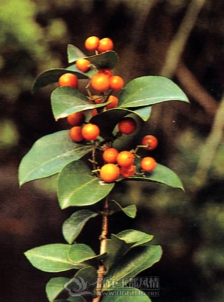 8A.jpg